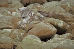 Numenius phaeopus phaeopus