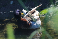Anas platyrhynchos