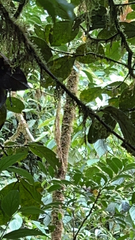 Chamaepetes unicolor