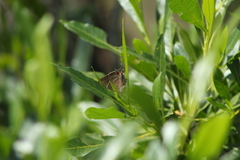 Parrhasius moctezuma