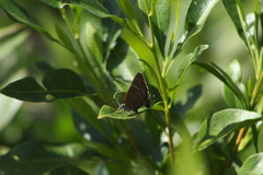 Parrhasius moctezuma