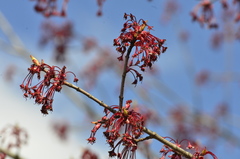 Acer rubrum