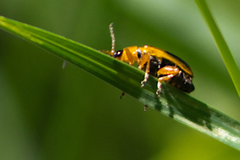 Phyllobrotica decorata