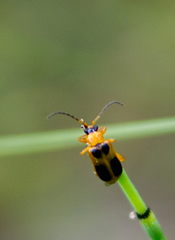 Phyllobrotica decorata
