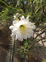 Harrisia tetracantha