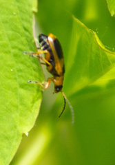 Phyllobrotica decorata