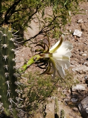Harrisia tetracantha