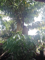 Magnoliopsida