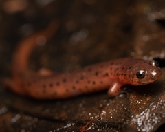 Pseudotriton montanus