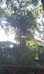 Magnoliopsida