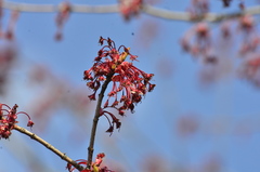 Acer rubrum
