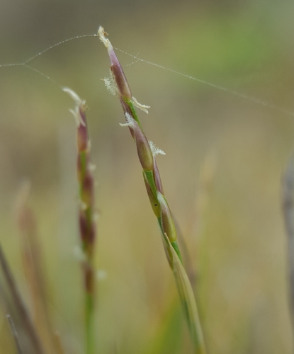 Zoysia matrella