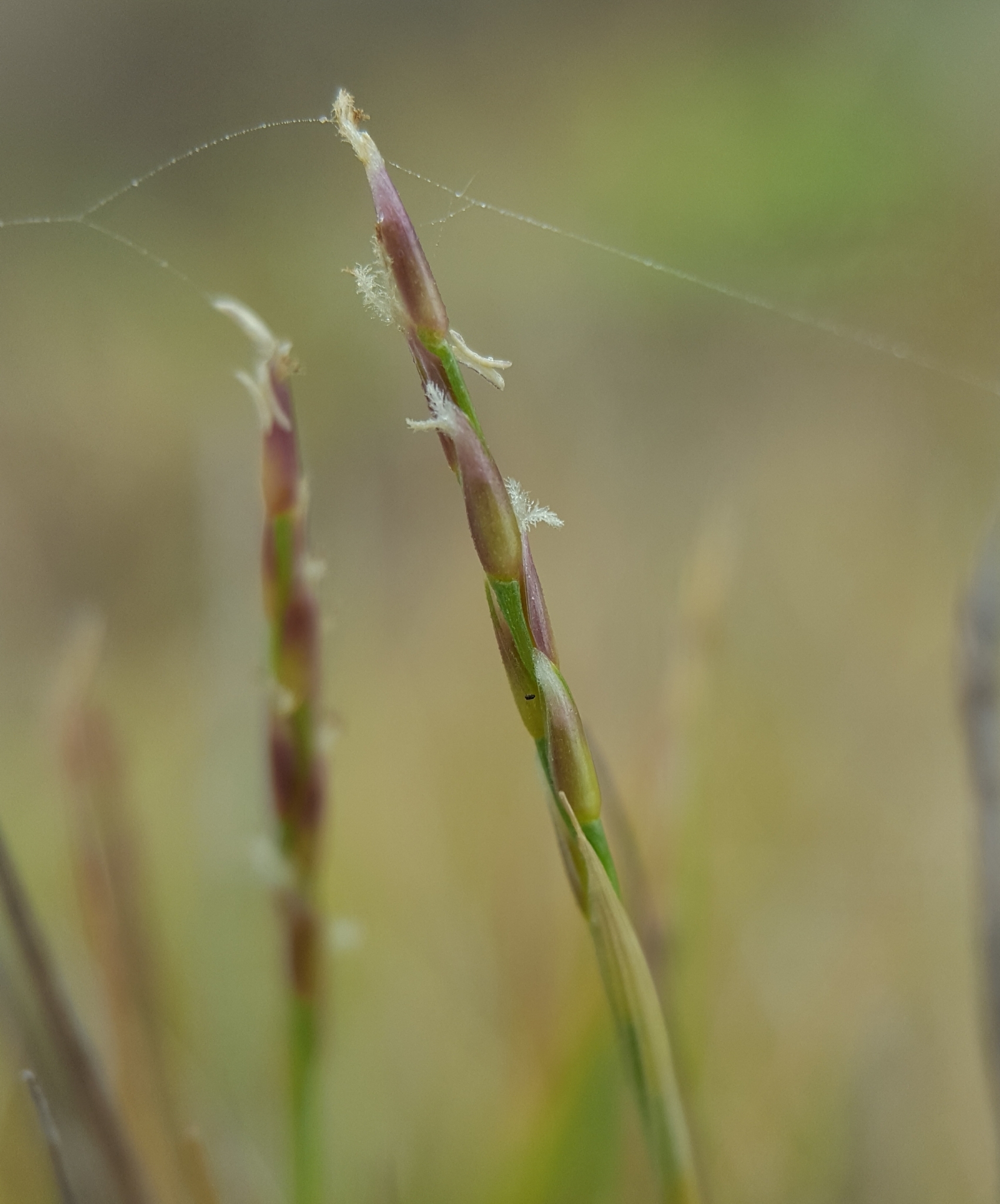 (c) François Rousseu, certains droits réservés (CC BY-NC) https://www.inaturalist.org/observations/100250642