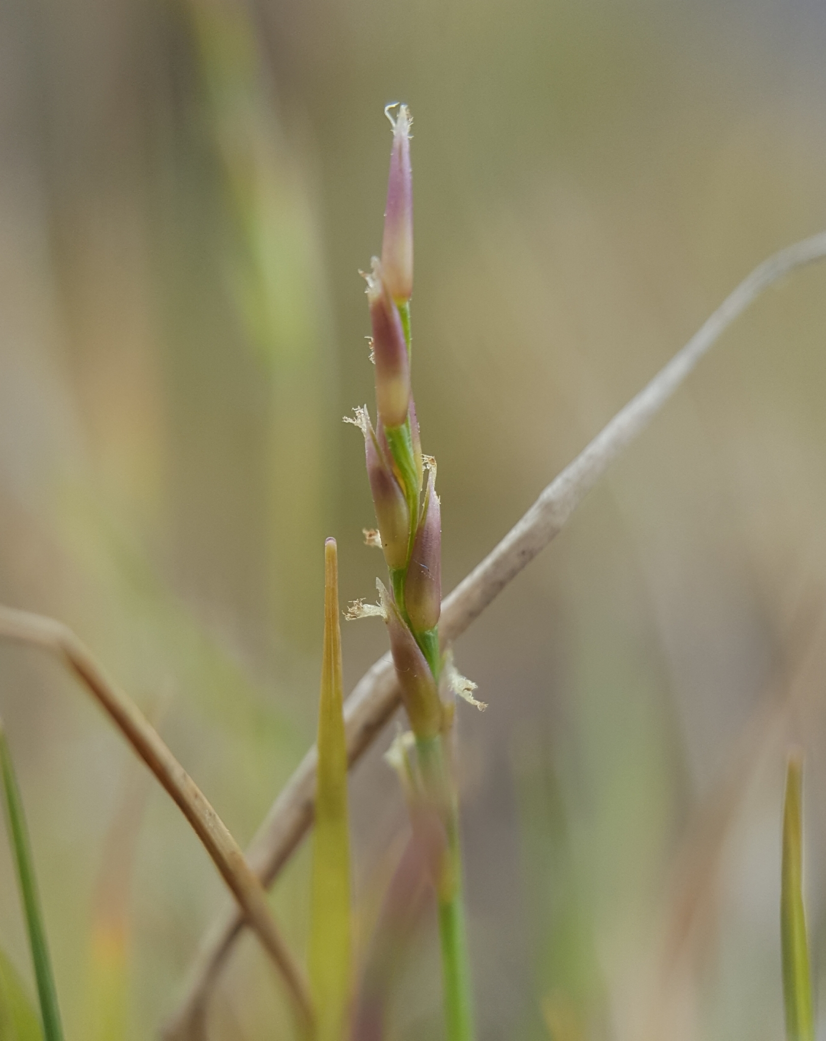 (c) François Rousseu, certains droits réservés (CC BY-NC) https://www.inaturalist.org/observations/100250642