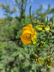 Senna wislizeni