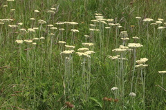 Helichrysum pallidum