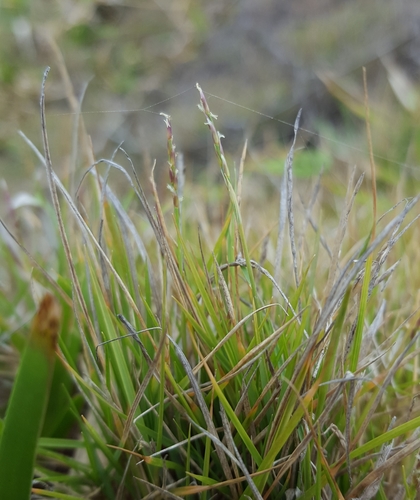 Zoysia image