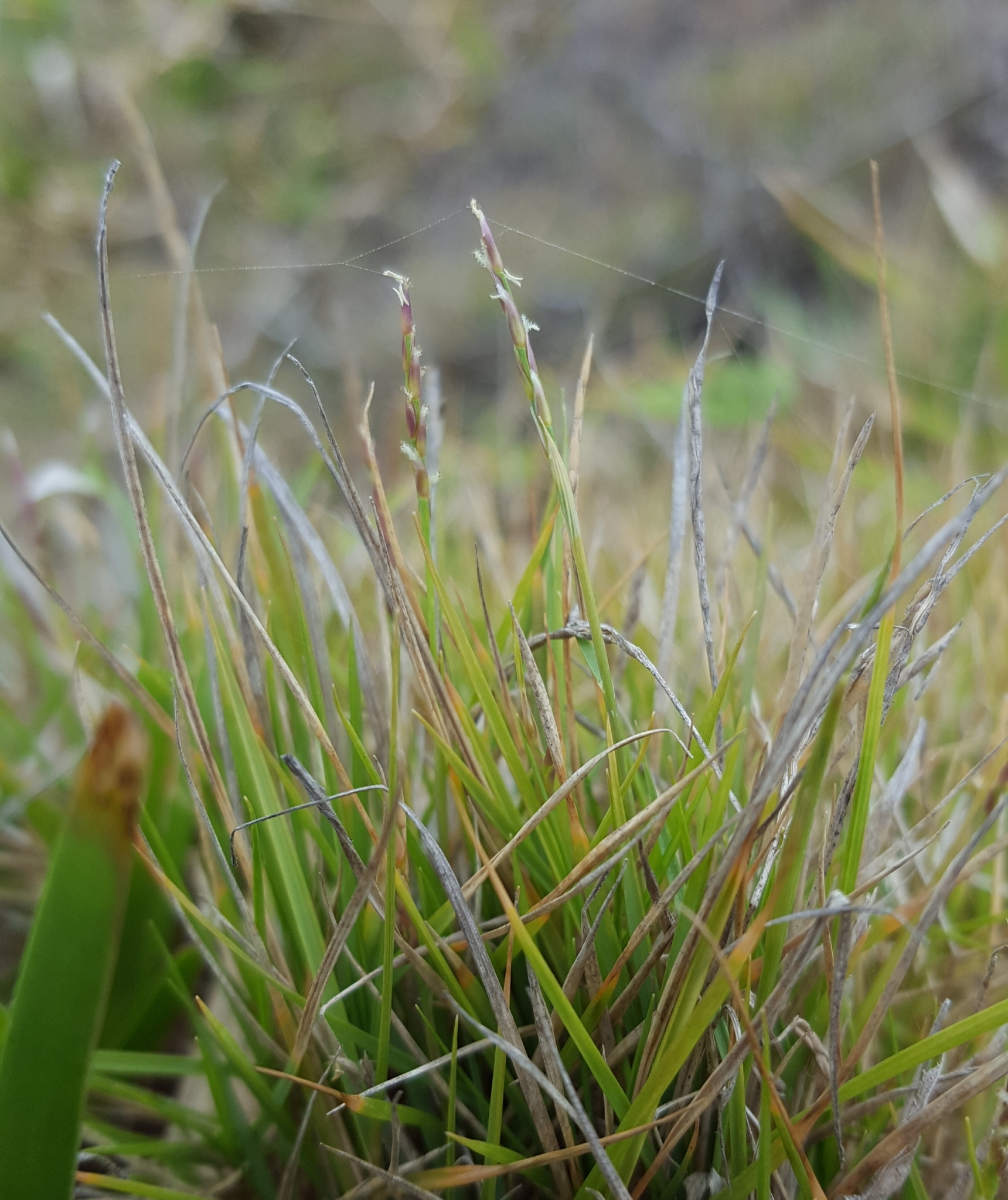 (c) François Rousseu, certains droits réservés (CC BY-NC) https://www.inaturalist.org/observations/100250642