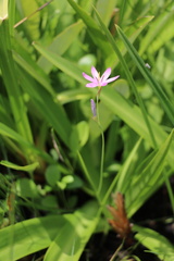 Hesperantha baurii