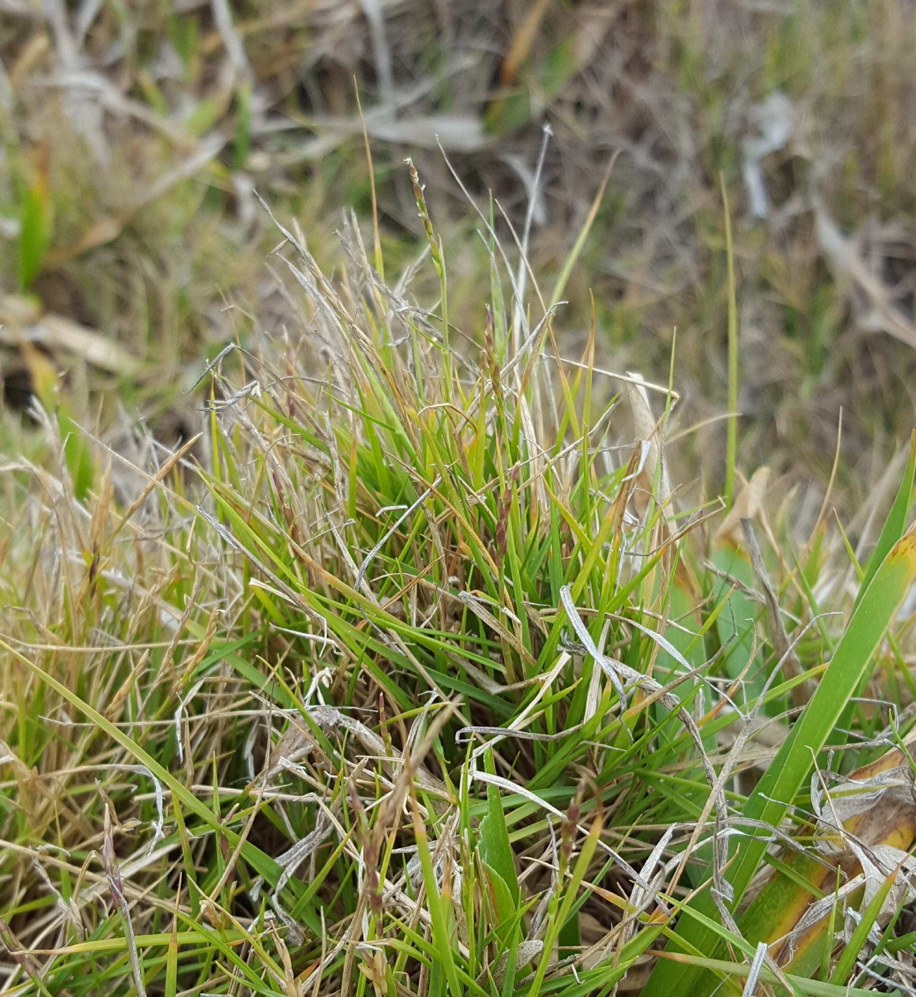 (c) François Rousseu, certains droits réservés (CC BY-NC) https://www.inaturalist.org/observations/100250642