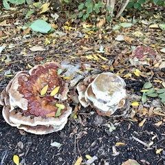 Ganoderma sessile