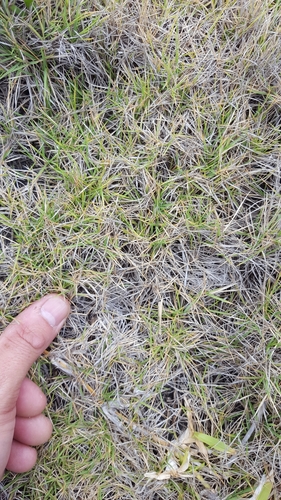 Zoysia matrella image