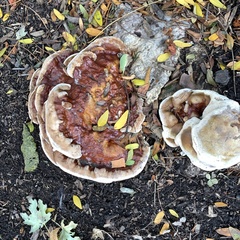 Ganoderma sessile