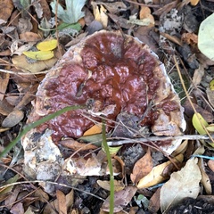 Ganoderma sessile