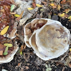 Ganoderma sessile
