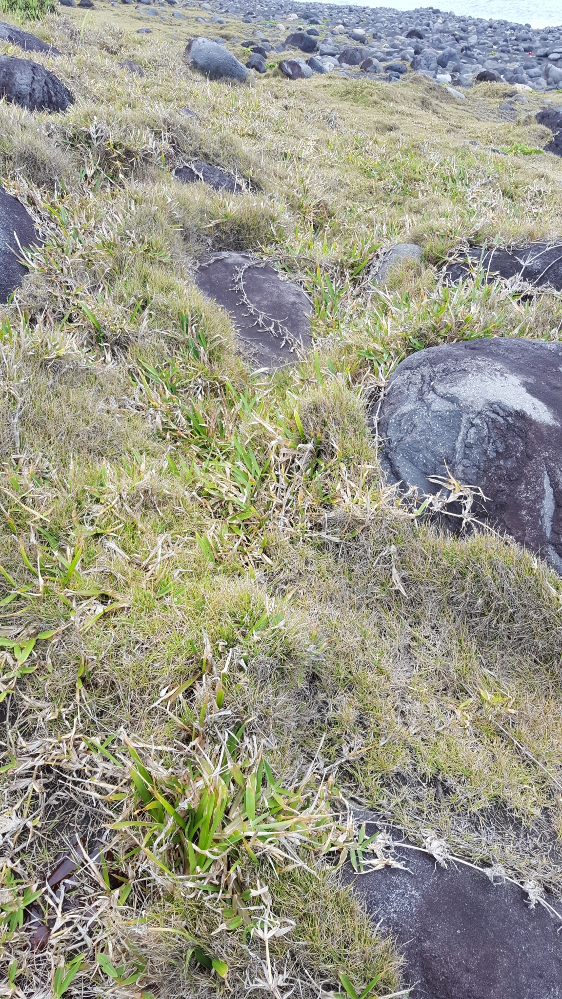 (c) François Rousseu, certains droits réservés (CC BY-NC) https://www.inaturalist.org/observations/100250642
