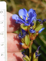 Aristea racemosa