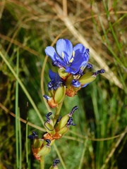 Aristea racemosa