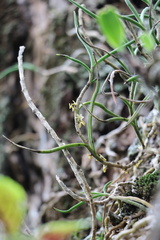 Tridactyle tridentata