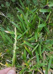 Stenotaphrum dimidiatum