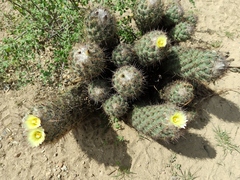 Coryphantha durangensis cuencamensis