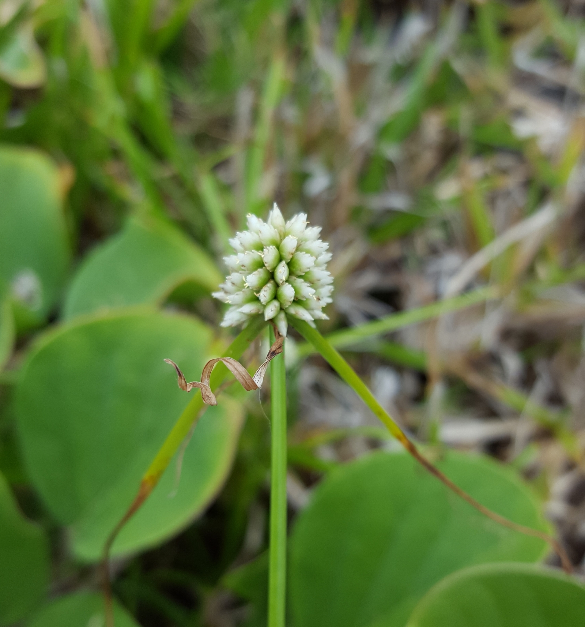 (c) François Rousseu, certains droits réservés (CC BY-NC) https://www.inaturalist.org/observations/100250850