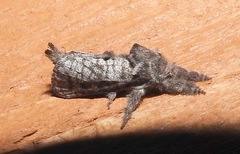 Givira francesca