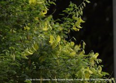 Crotalaria agatiflora