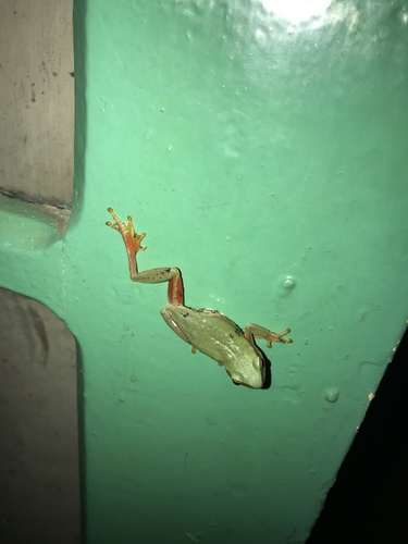 Kivu Reed Frog
