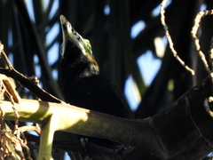 Selenidera maculirostris