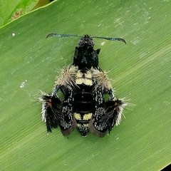 Melittia chimana