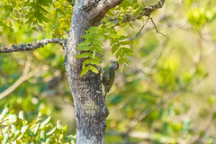 Campethera cailliautii