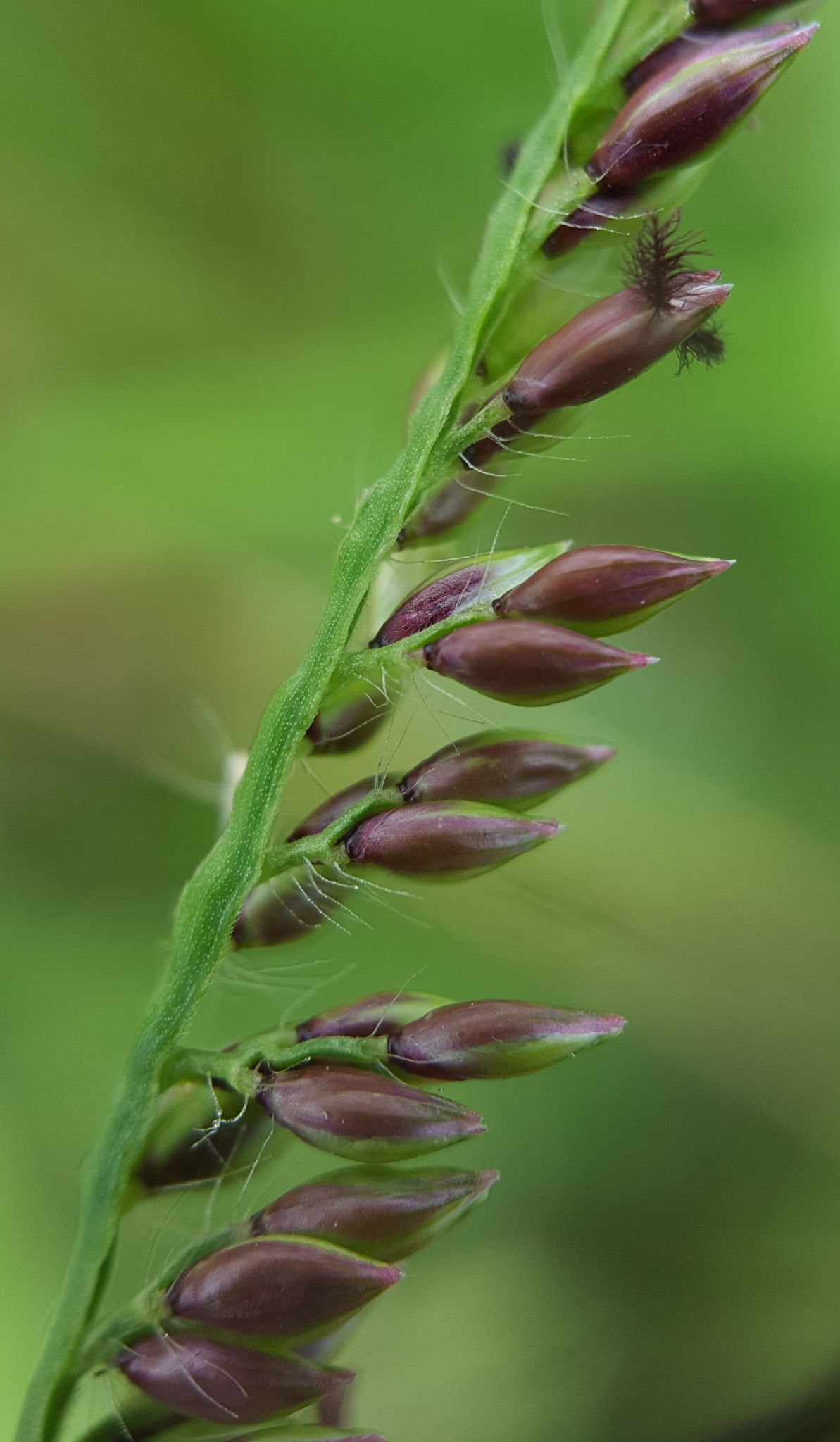 (c) François Rousseu, certains droits réservés (CC BY-NC) https://www.inaturalist.org/observations/100251006