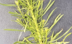 Dysodiopsis tagetoides