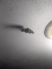 Celaenorrhinus eligius