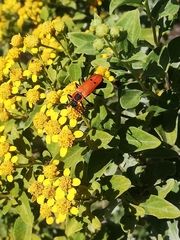 Chauliognathus togatus