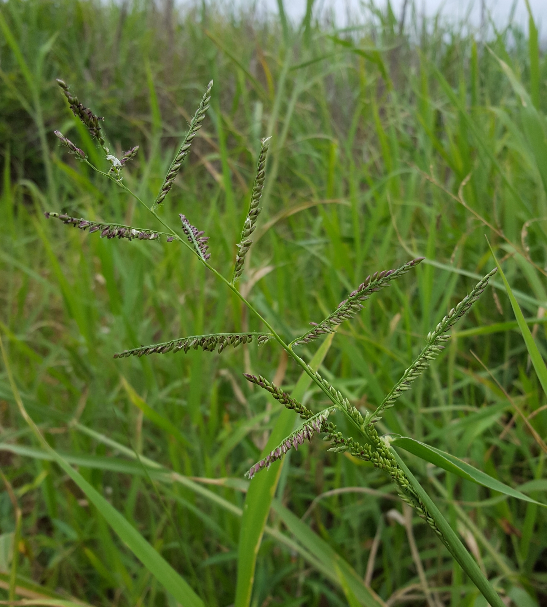 (c) François Rousseu, certains droits réservés (CC BY-NC) https://www.inaturalist.org/observations/100251006