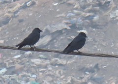 Corvus monedula spermologus