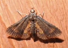 Niphograpta albiguttalis
