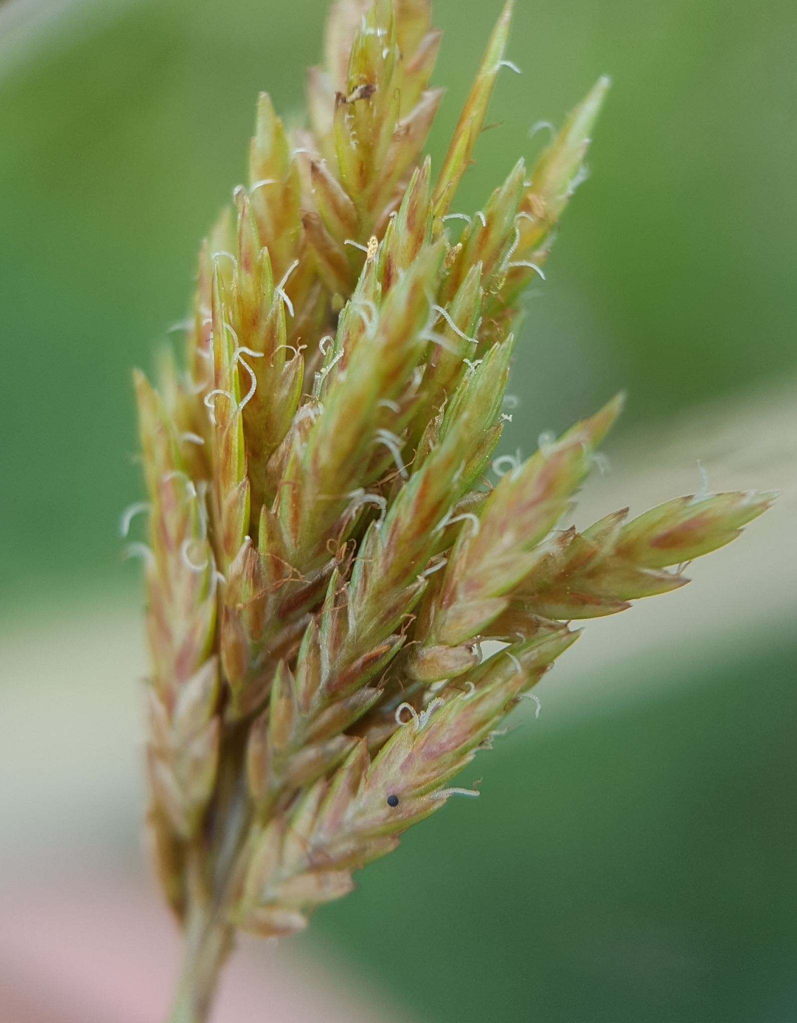 (c) François Rousseu, certains droits réservés (CC BY-NC) https://www.inaturalist.org/observations/100251161